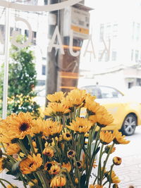 Close-up of yellow flowering plant in city