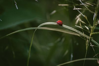 Close-up of ladybug on leaf