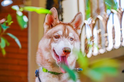 Close-up portrait of a dog