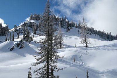 Trees on snow covered landscape against sky