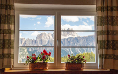 Potted plants against window