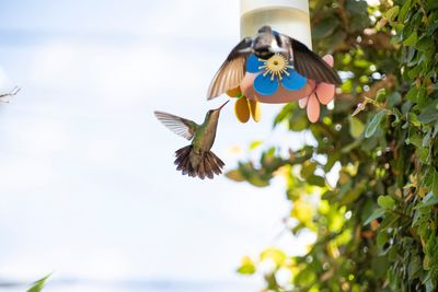 Low angle view of butterfly flying in sky