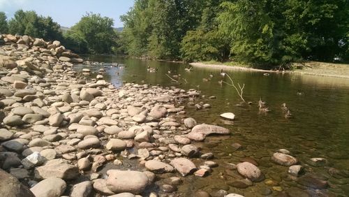 Scenic view of river with trees in background