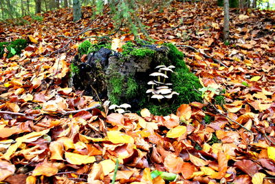 Fallen leaves on field during autumn