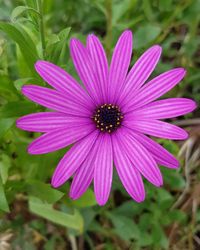 Close-up of pink flower