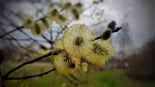 Close-up of yellow flowering plant