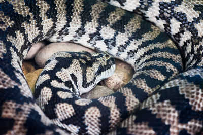 Close-up of snake