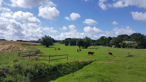 Scenic view of agricultural field against sky