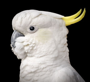 Stunning portrait of a cockatoo parrot bird against a black background