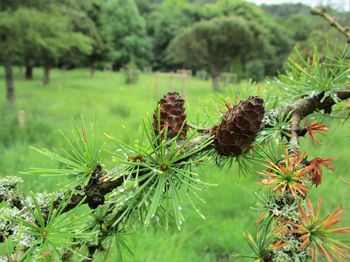 Close-up of dead flower on field