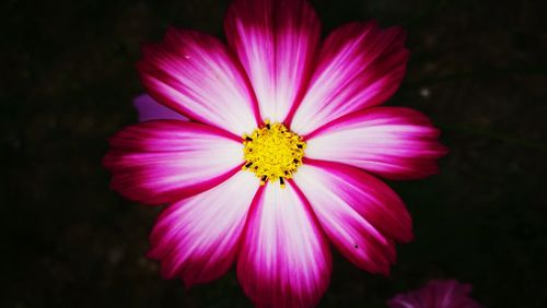Close-up of pink cosmos flower against black background