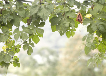 Close-up of leaves
