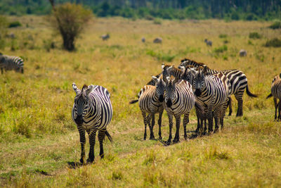 Zebras walking on field