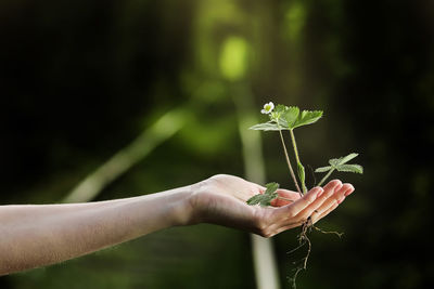 Cropped hand holding flower