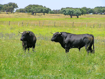 Cows on field against sky