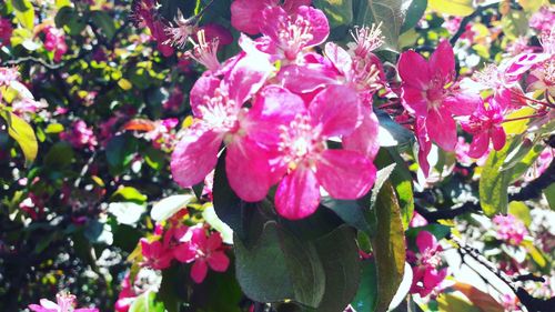 Close-up of pink flowers blooming on tree