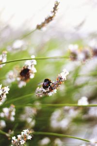 Close-up of insect on flower