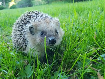 Close-up of an animal on grass