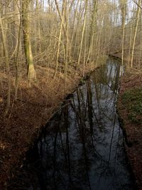 Reflection of trees in lake