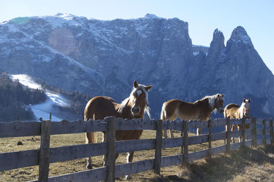 Horses on mountain against sky