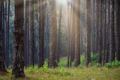 Pine trees in forest