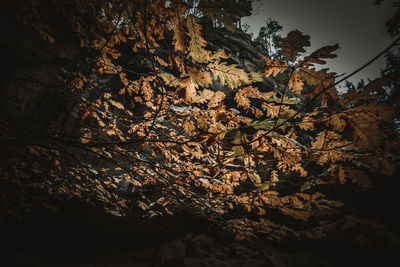 Low angle view of autumnal trees against the sky