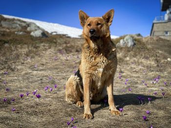 Portrait of german shepherd dog in the mountains sitting near blooming crocuses