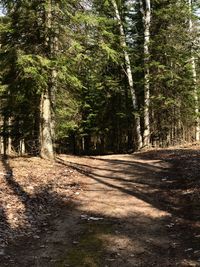 Trees in forest