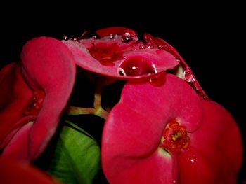 Close-up of red flower against black background