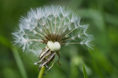 Close-up of white dandelion flower