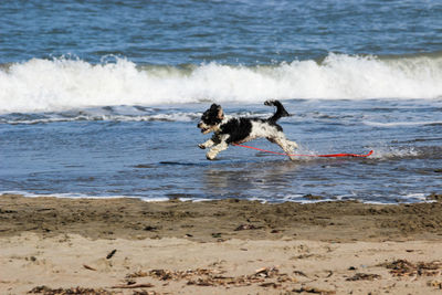 Dog running on beach