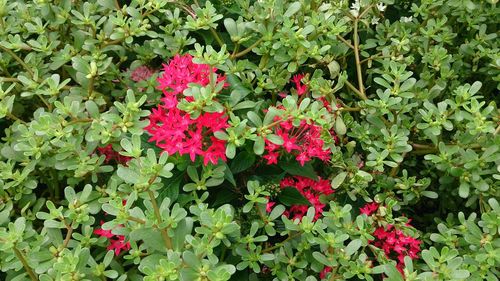 Close-up of red flowers blooming outdoors