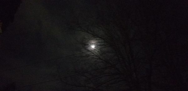 Bare tree against moon at night