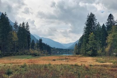 Trees on field against sky