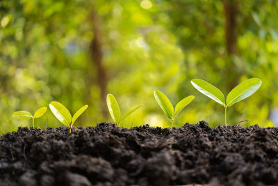 Close-up of small plant growing outdoors