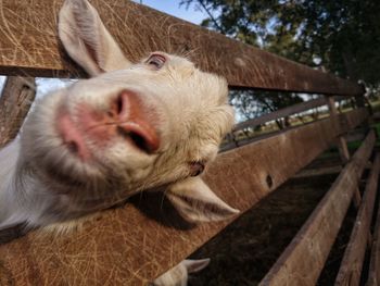 Close-up of horse in pen