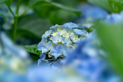 Close-up of purple hydrangea flower