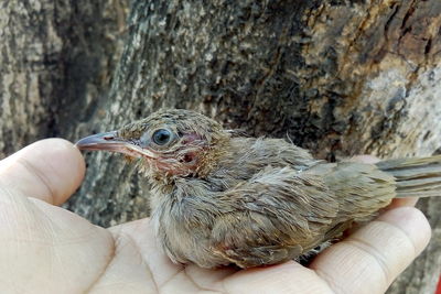 Close-up of a hand holding a bird