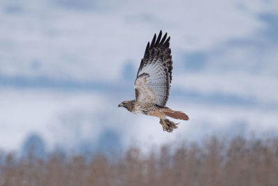 Bird flying in the sky