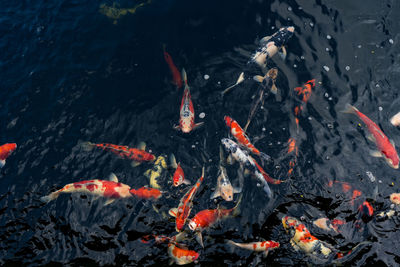 High angle view of koi carps swimming in lake