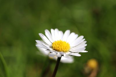 Close-up of white daisy flower