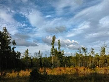 Scenic view of trees growing on field against sky