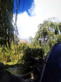 Trees by river against sky