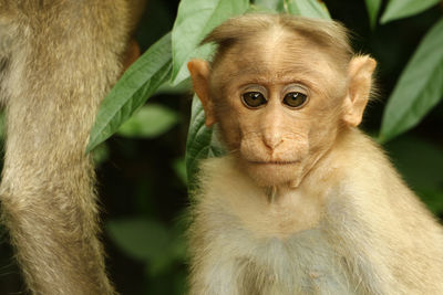 Portrait of a monkey outdoors