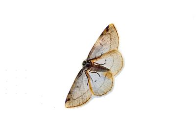 Close-up of butterfly over white background