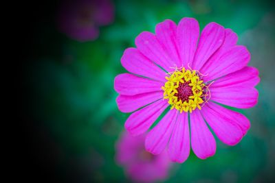 Close-up of pink flower