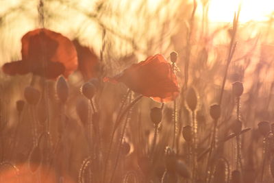 Close-up of flowering plants on field during sunset