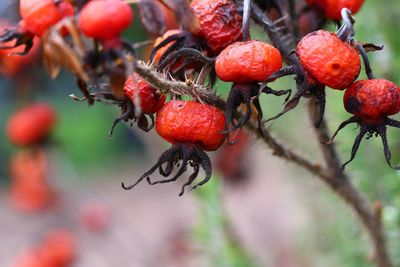Close-up of red berries growing on tree