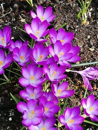 High angle view of purple crocus flowers on field