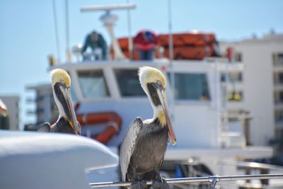 Pelicans perching on railing at harbor